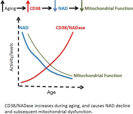 Graph of how NAD decrease with age and CD38 NADase increases with age with mitochondrial function decreasing with age