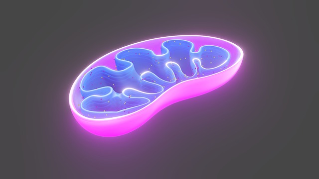 Mitochondria with glowing purple border representing energy